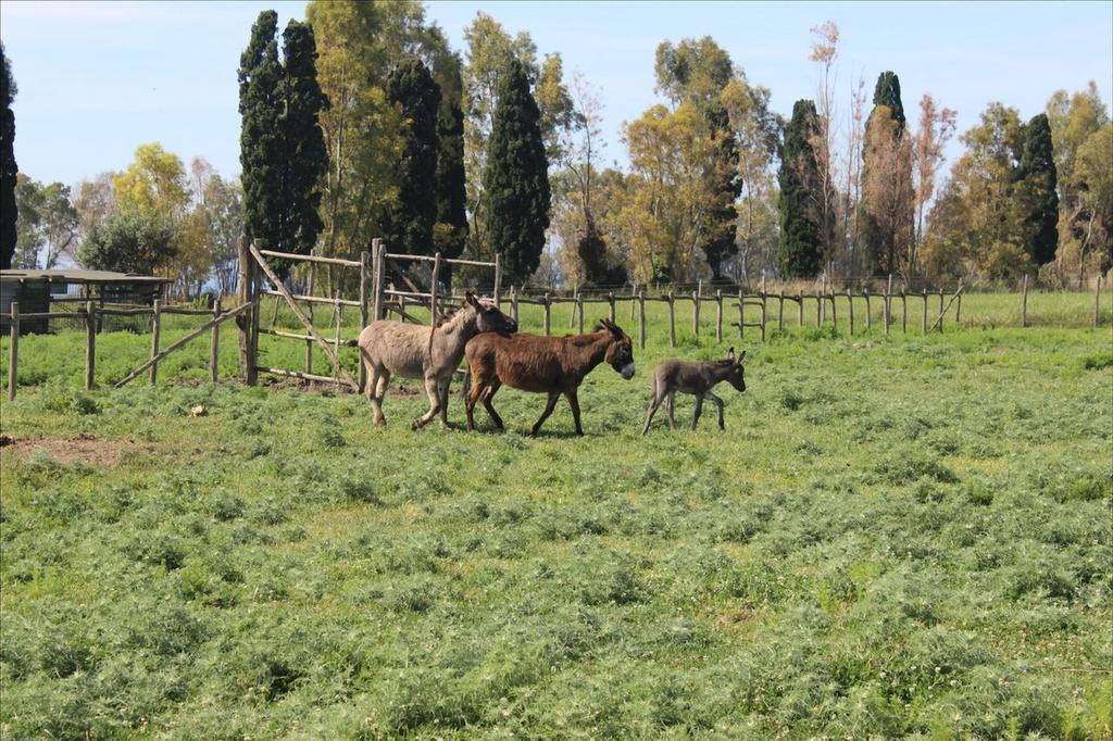 Podere Del Gesso ตาร์กวิเนีย ภายนอก รูปภาพ