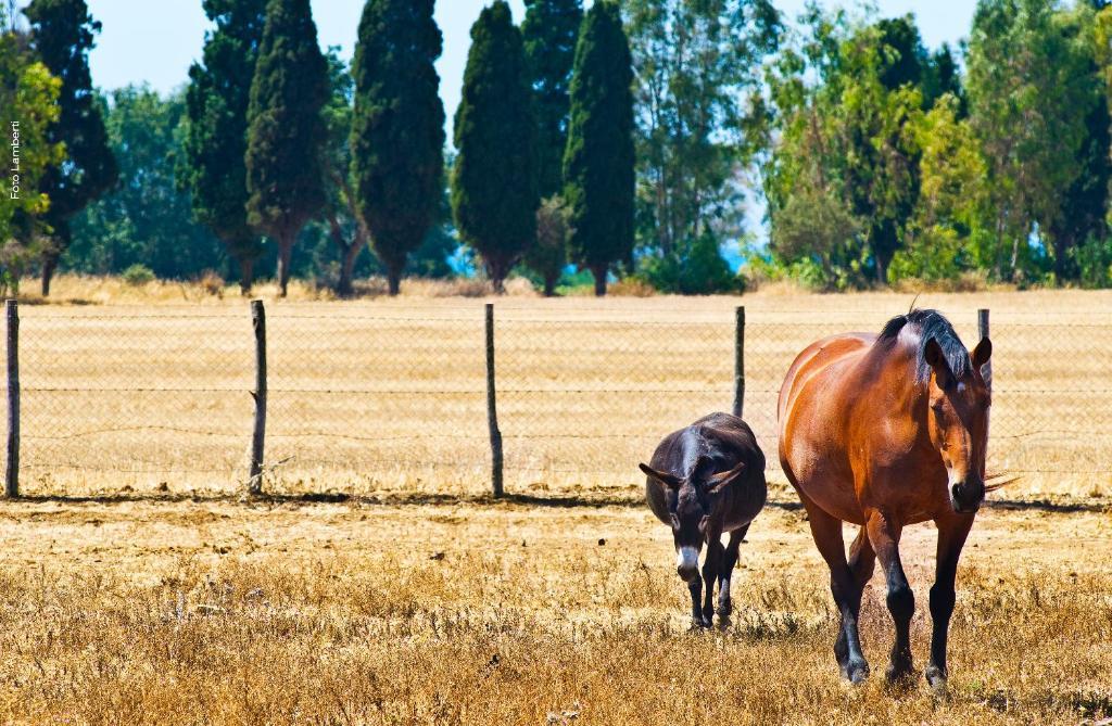 Podere Del Gesso ตาร์กวิเนีย ภายนอก รูปภาพ